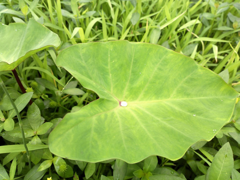 湿地植物野芋叶