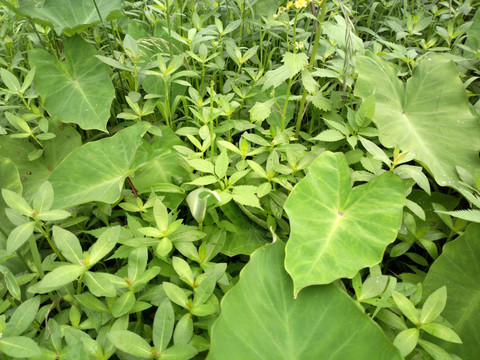 湿地植物野芋叶