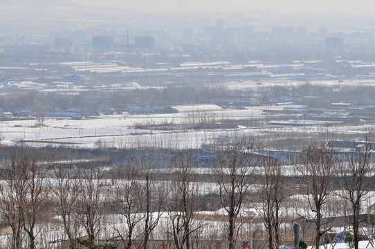 雪后的树