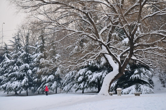 雪后的大树
