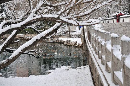 雪后的树枝