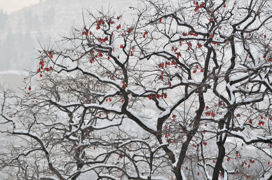 雪后的柿子树