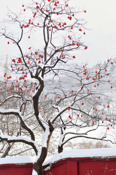 大雪压柿子枝头