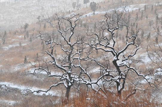 雪中的柿子树