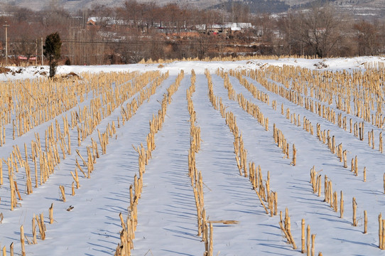 雪地里的玉米杆