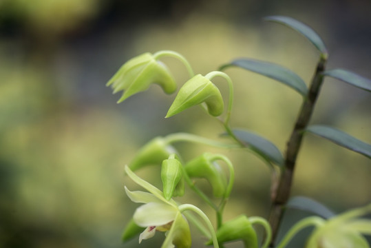 铁皮石斛花