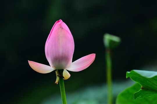 荷花特写