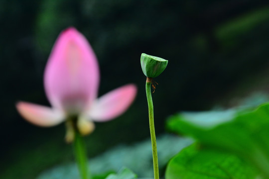 荷花特写