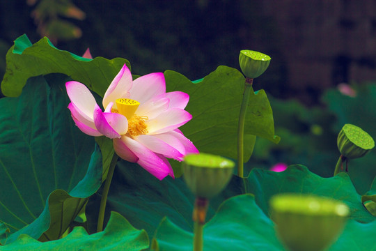 花与果