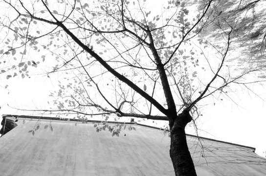 老树白墙 黑白照片