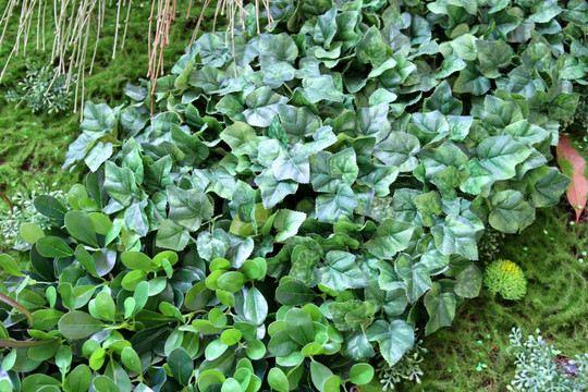 植物墙 绿叶背景 绿化墙 植物