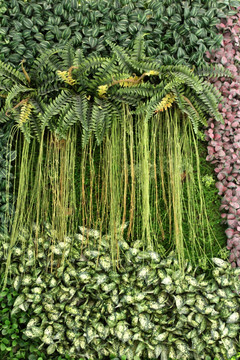 植物墙 绿叶背景 绿化墙 花纹