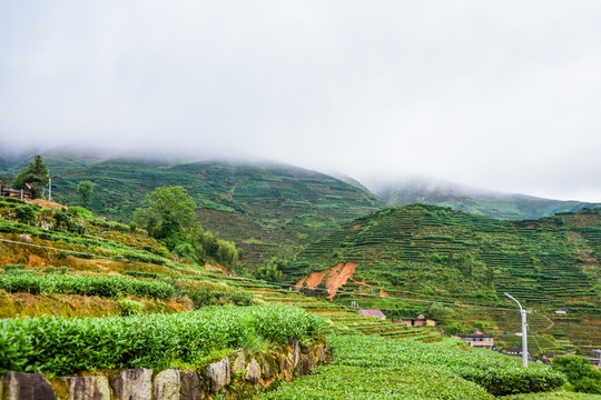 茶山茶园