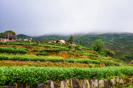 茶山高山茶