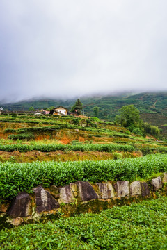 茶山高山茶