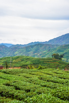 茶山高山茶