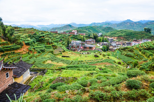 茶山高山茶