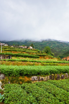 茶山高山茶