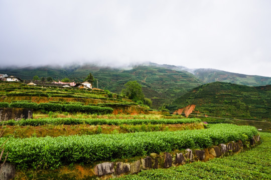 茶山高山茶