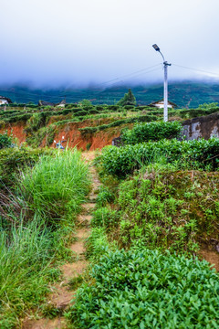 茶山铁观音