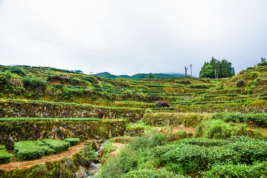 茶山铁观音