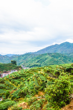 茶山