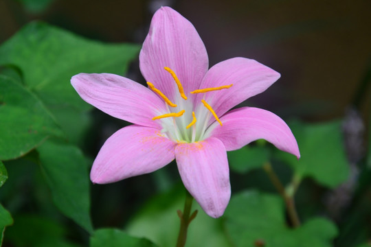 粉色水仙花