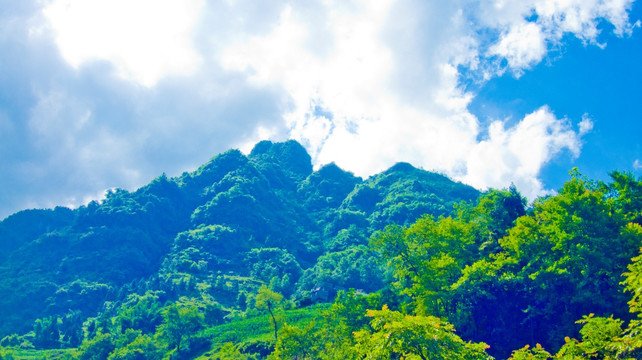 青山 山林