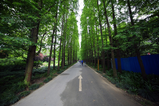 上海植物园水杉林荫道
