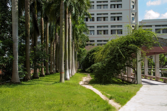 椰树走廊