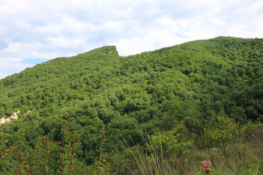 森林群山