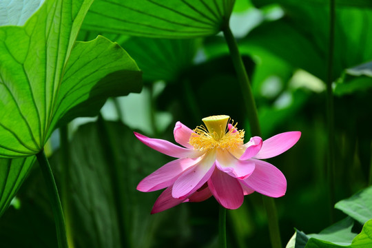 荷花特写摄影