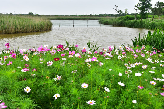 格桑花