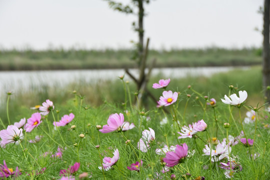 格桑花