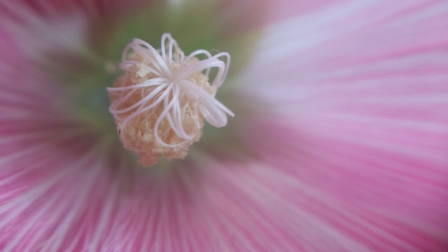 花卉 花蕊