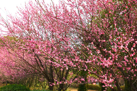 梅花