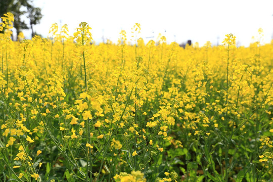 油菜花