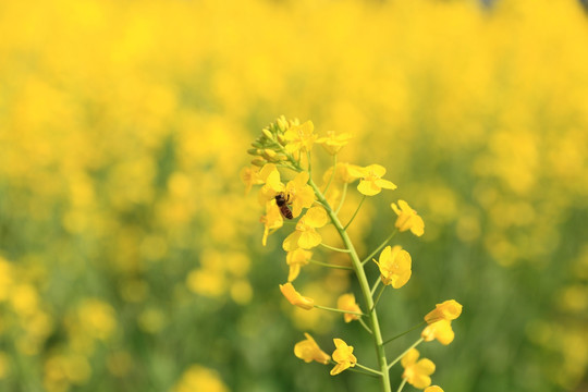 蜂蜜和油菜花