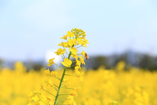 蜂蜜和油菜花