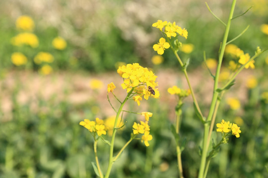 蜂蜜和油菜花