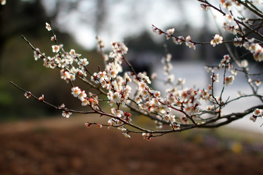 一枝梅花