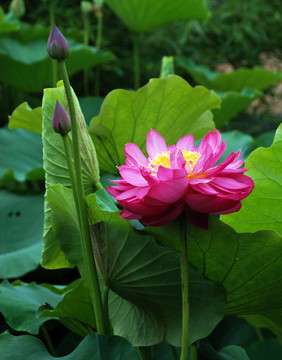 荷花 绿叶红花