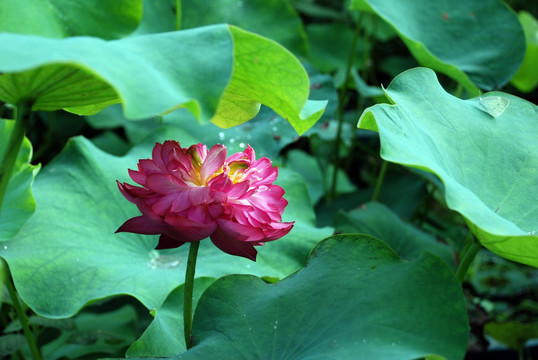 红花绿叶   荷花池