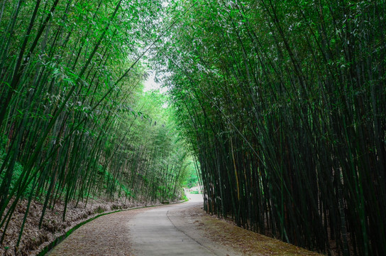 竹海林荫道