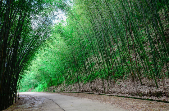 竹海林荫道