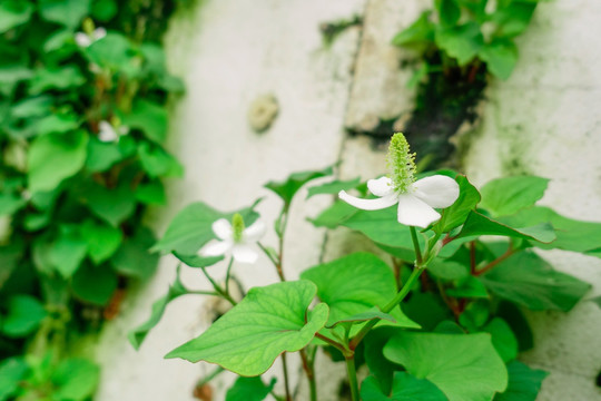 鱼腥草蔬菜墙绿植墙