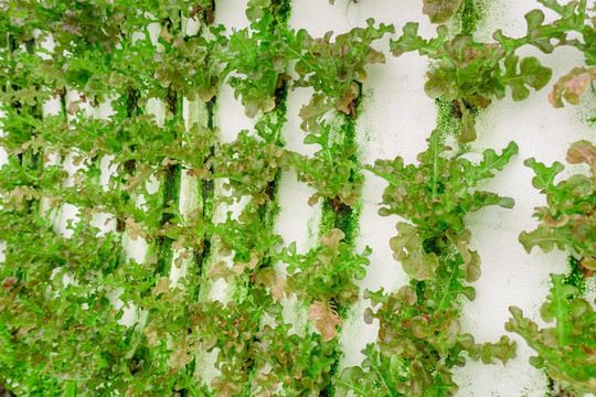 生菜蔬菜墙绿植墙
