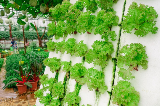生菜蔬菜墙绿植墙