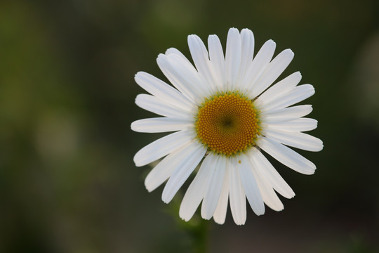 白色花卉特写