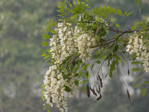 槐花